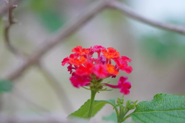 Красивые Цветы Саду Фоне Природы — стоковое фото