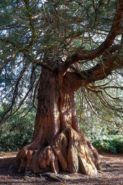 Uma Árvore Parque — Fotografia de Stock