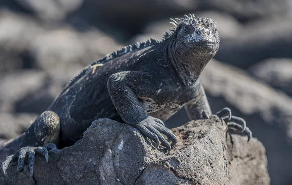 Iguana Las Rocas — Foto de Stock