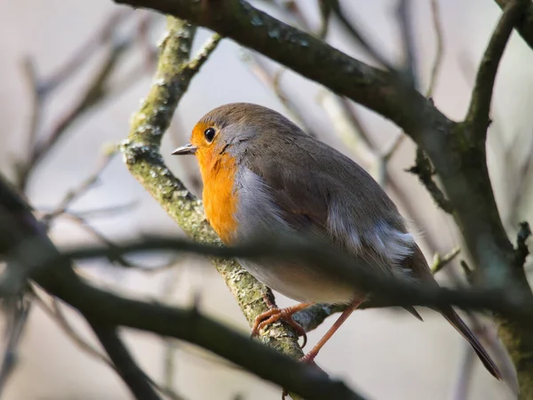 Oiseau New York Etats Unis Sur Fond Nature — Photo