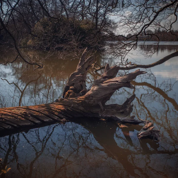 Prachtig Uitzicht Het Bos — Stockfoto