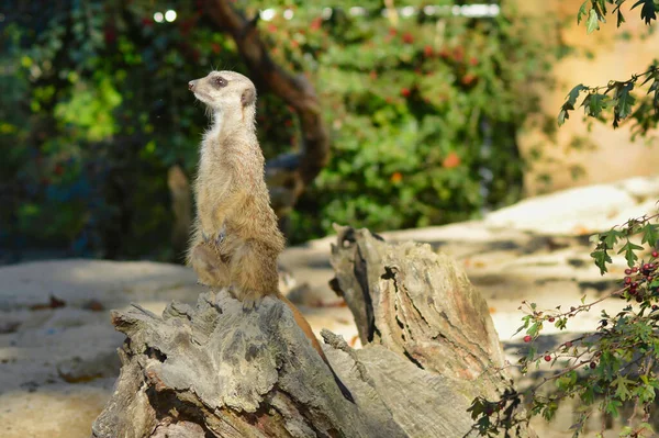 Erdmännchen Suricata Suricatta Suricate Tier — Stockfoto