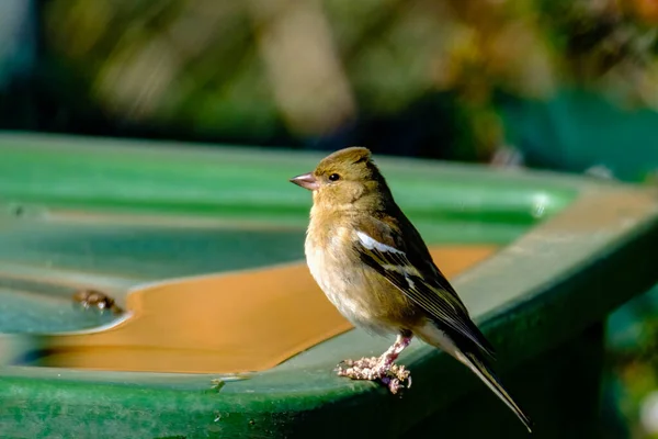 Ein Vogel Sitzt Auf Einem Ast Eines Baumes Garten — Stockfoto