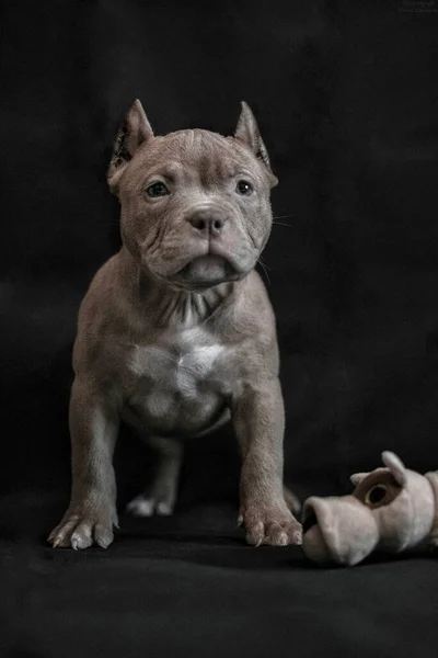 Foto Estudio Perro Sobre Fondo Gris —  Fotos de Stock