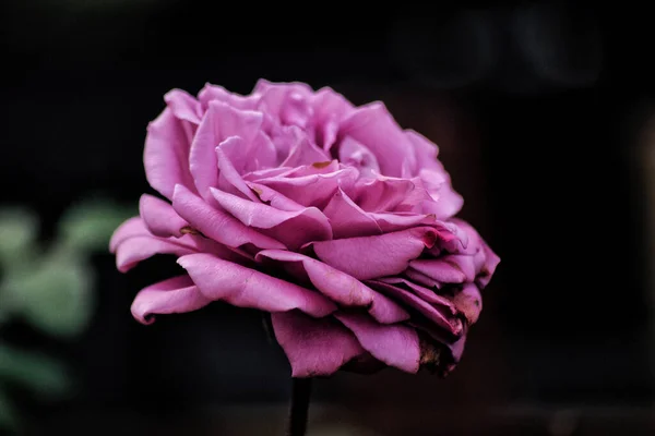 Красива Рожева Троянда Темному Фоні — стокове фото