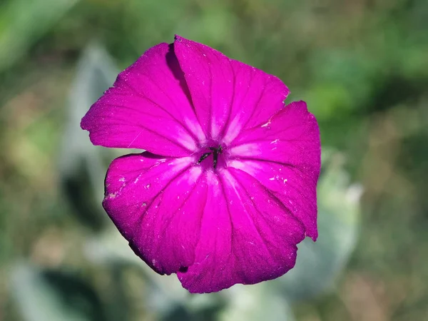 Bela Flor Rosa Jardim — Fotografia de Stock