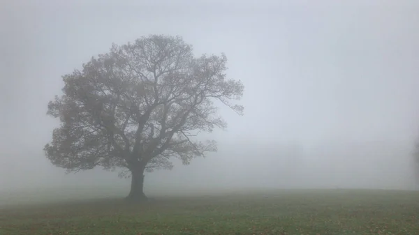 Nebliger Morgen Nebel Vor Dem Hintergrund Der Natur — Stockfoto