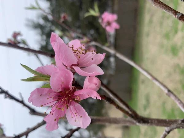 Gyönyörű Rózsaszín Cseresznyevirág Kertben — Stock Fotó