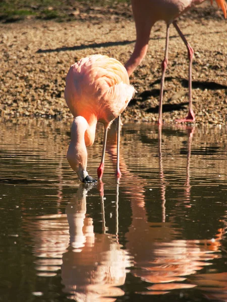 Grupo Flamingos Rosa Água — Fotografia de Stock