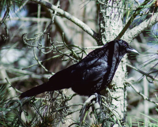 Ağaçtaki Siyah Karga — Stok fotoğraf