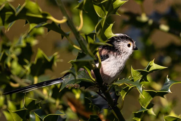 Oiseau Sur Une Branche Chien Arbre — Photo