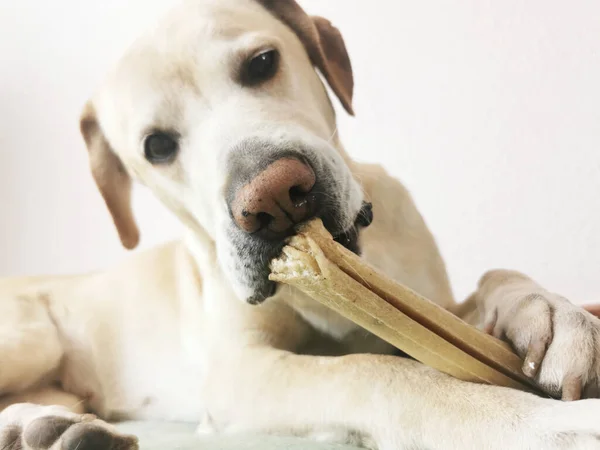 Fechar Cão Branco — Fotografia de Stock