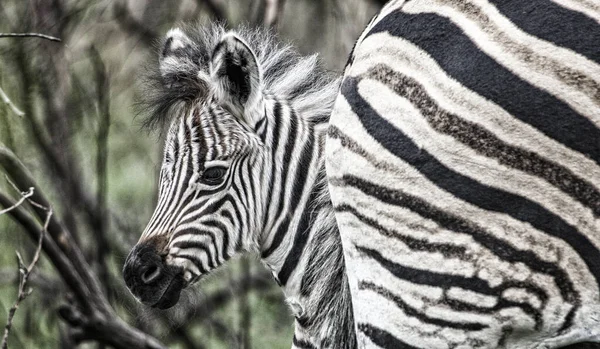 Primo Piano Una Zebra Nello Zoo — Foto Stock