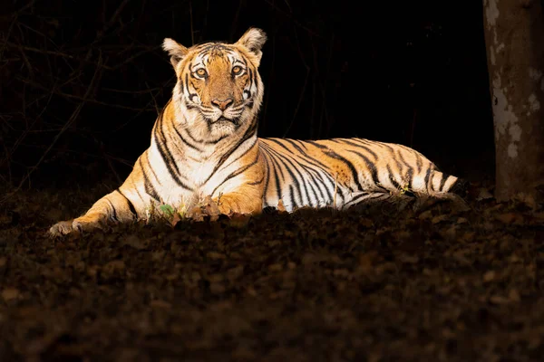 Tigre Allo Zoo — Foto Stock