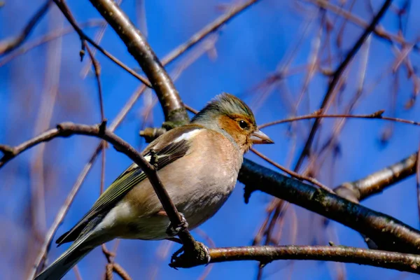 Pájaro Una Rama Árbol — Foto de Stock