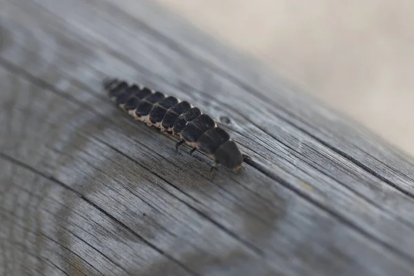 Böceğe Yakın Seçici Odaklanma — Stok fotoğraf