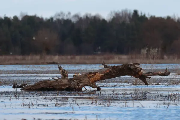 Primer Plano Árbol Muerto Nieve — Foto de Stock