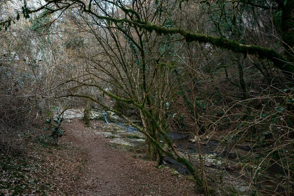 森の美しい景色 — ストック写真