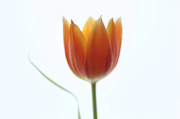 Schöne Tulpenblume Auf Weißem Hintergrund — Stockfoto