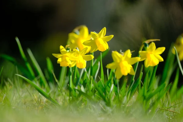 Sárga Crocus Virágok Kertben — Stock Fotó