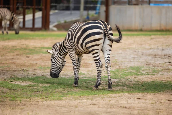 Zebra Zoologisk Have - Stock-foto
