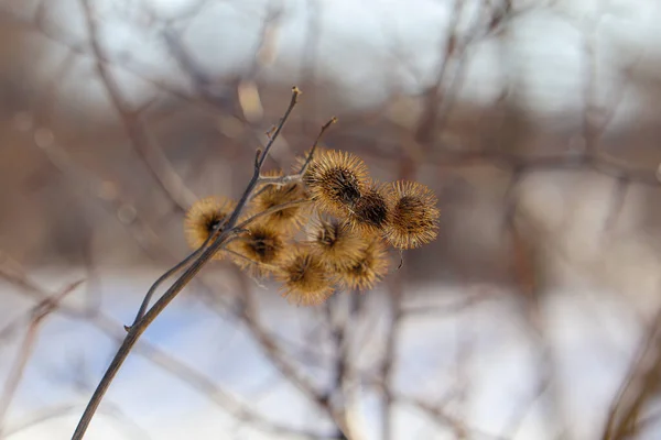 Крупним Планом Гілка Верби Рослини Взимку — стокове фото