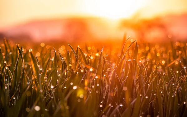 Hermoso Atardecer Campo — Foto de Stock