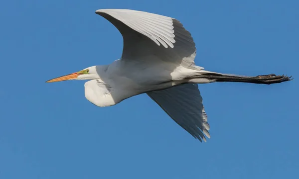 Gökyüzünde Uçan Beyaz Pelikan — Stok fotoğraf