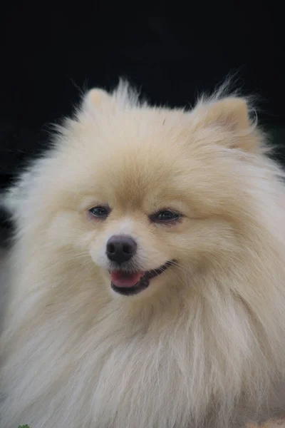 Bílá Pomeranian Spitz Černém Pozadí — Stock fotografie