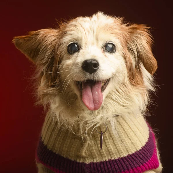 Portrait Cute Dog — Stock Photo, Image