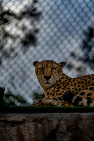 Leopard Zoo — Stock Photo, Image