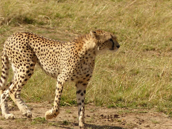 Kenya Bozkırında Çita — Stok fotoğraf