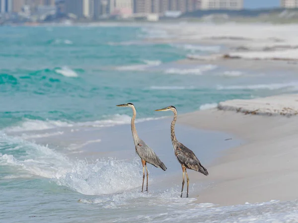 浜辺のカモメ — ストック写真