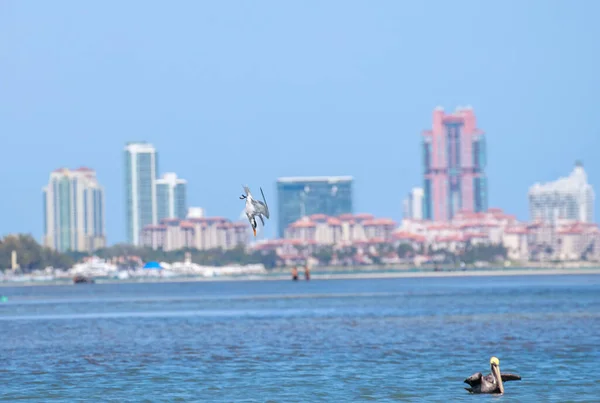 Gaivota Voando Sobre Mar — Fotografia de Stock