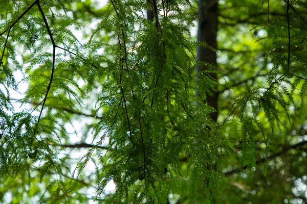 Feuilles Vertes Dans Forêt — Photo