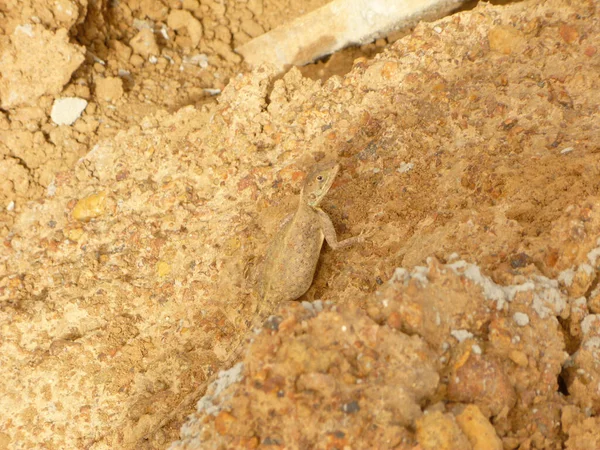 Ящерица Фоне Песчаной Текстуры — стоковое фото