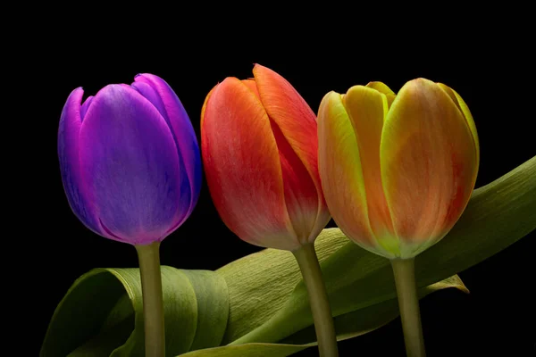 Hermosos Tulipanes Sobre Fondo Negro — Foto de Stock
