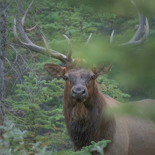 Gros Plan Cerf Dans Une Forêt — Photo