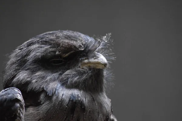 Närbild Fågel — Stockfoto