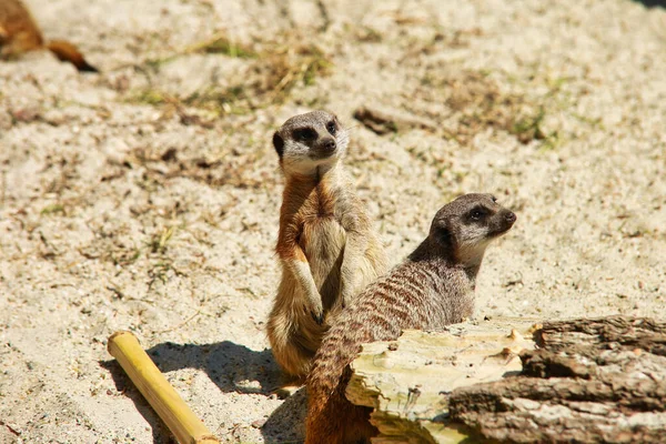 Meerkats Zoológico —  Fotos de Stock