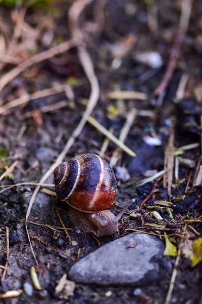 Closeup Shot Brown Snail Rock — Stock Photo, Image