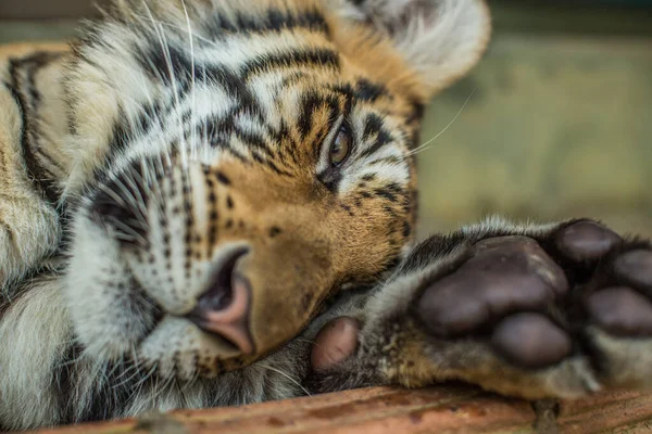 Tigre Durmiendo Suelo —  Fotos de Stock