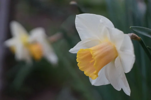 Schöne Blumen Wachsen Garten — Stockfoto