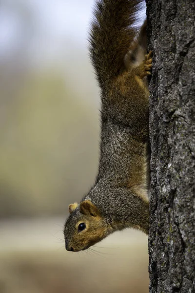 Squirrel Tree — Stock Photo, Image