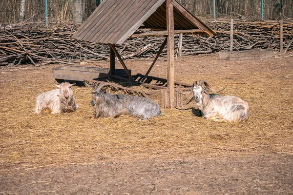 Een Groep Geiten Het Bos — Stockfoto