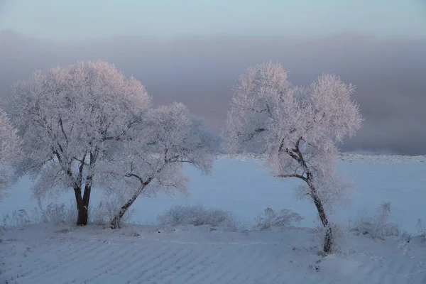 Smukke Vinterlandskab Med Snedækkede Træer - Stock-foto