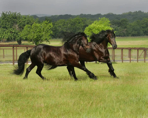 Horses Field — Stock Photo, Image