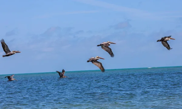 Gaivotas Voando Céu — Fotografia de Stock