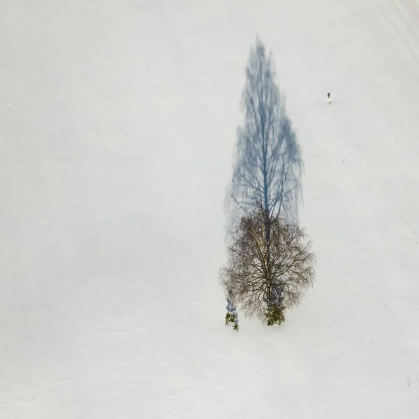 Árvore Coberta Neve Floresta — Fotografia de Stock
