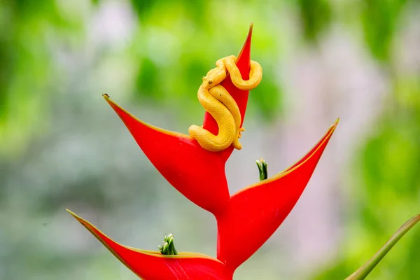 Flor Vermelha Com Folha Verde — Fotografia de Stock
